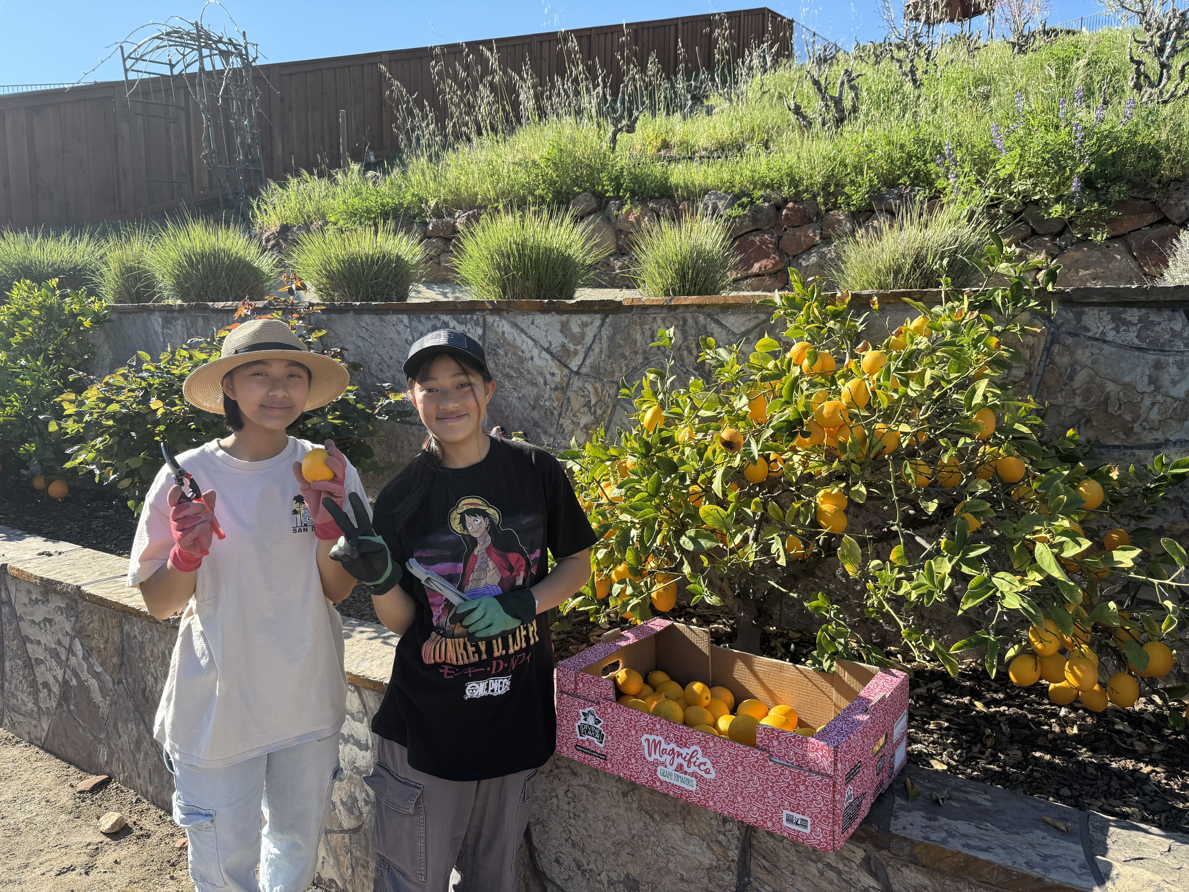 Neighborhood collection of Meyer Lemons