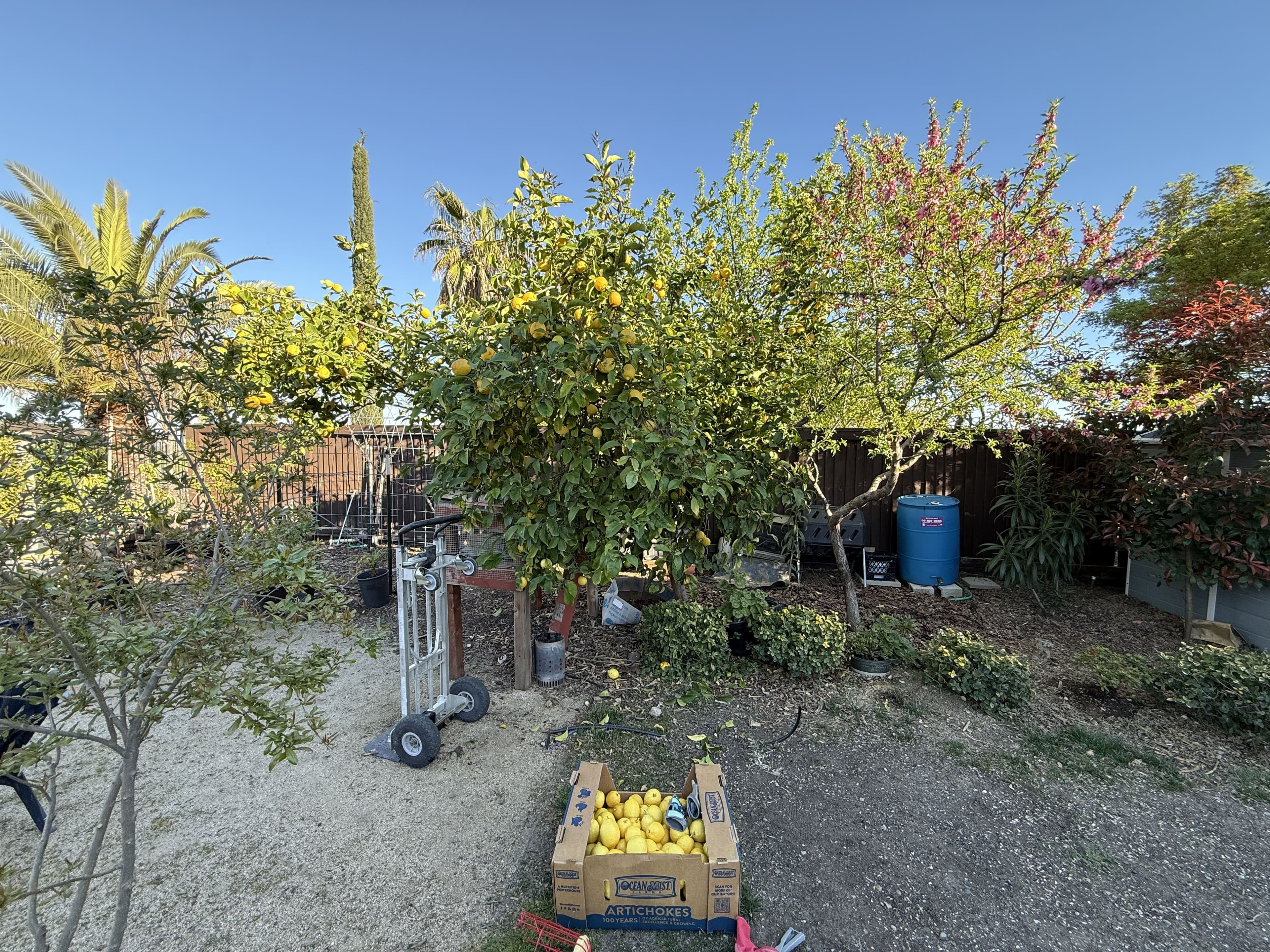 Neighborhood collection of fresh lemons