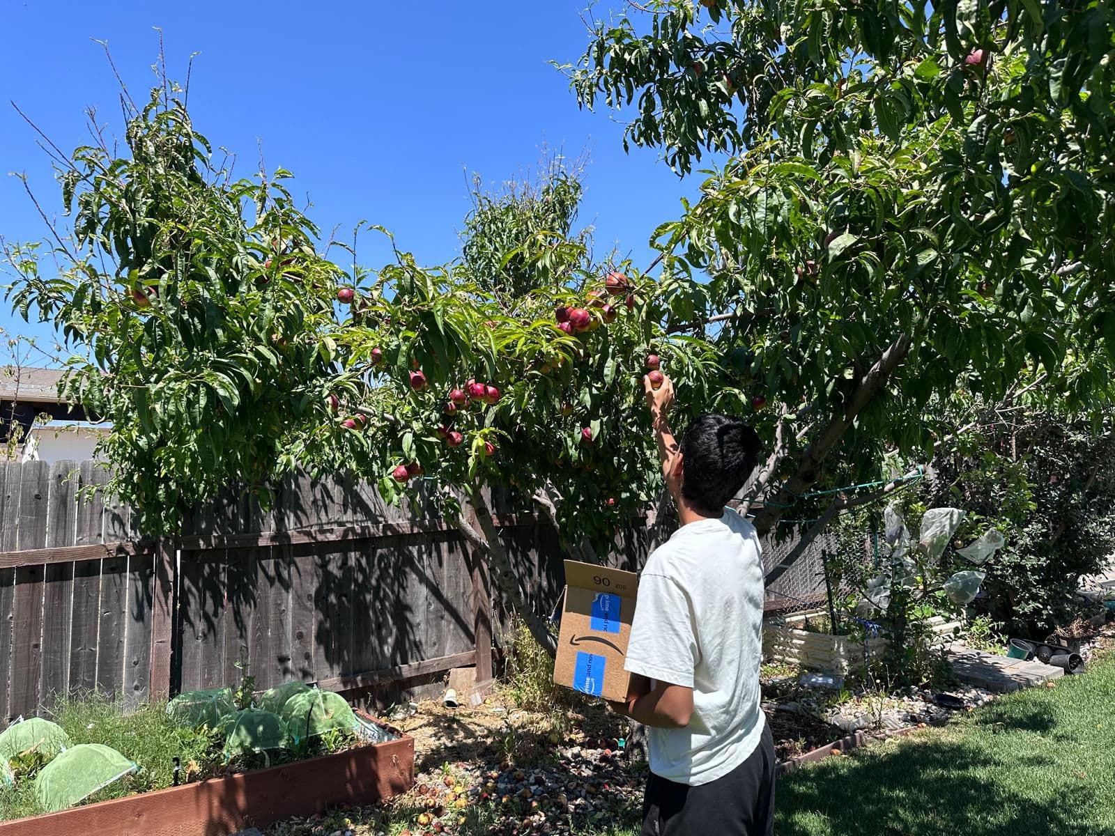 Neighborhood collection of Peaches
