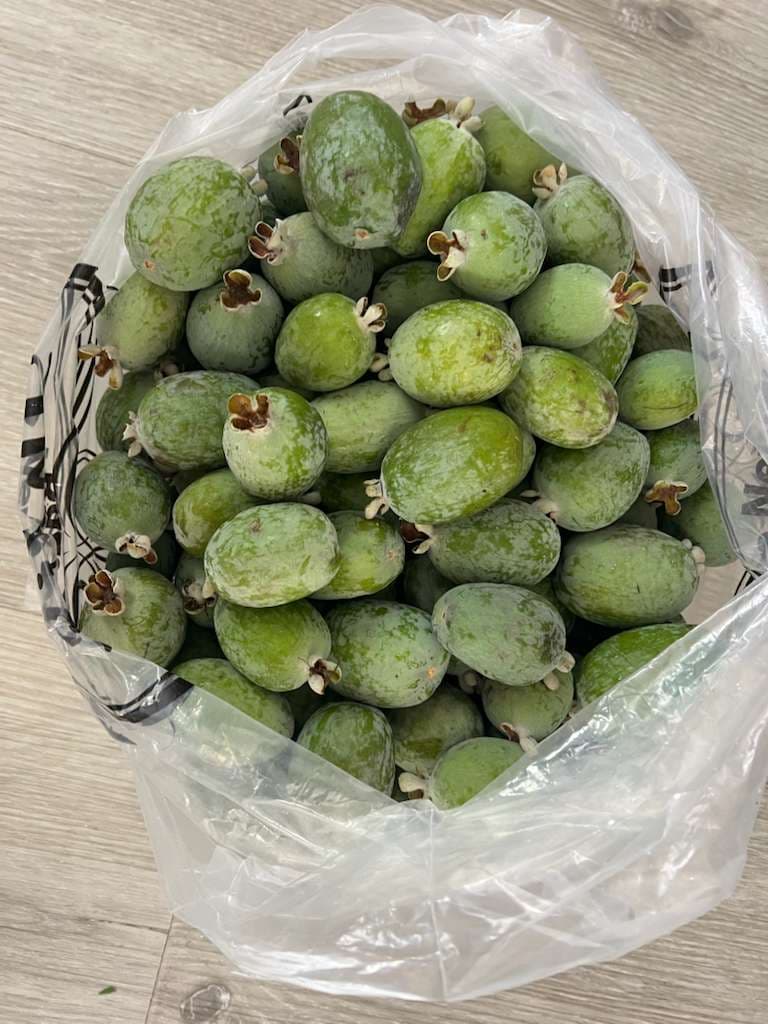 Neighborhood collection of Pineapple Guavas