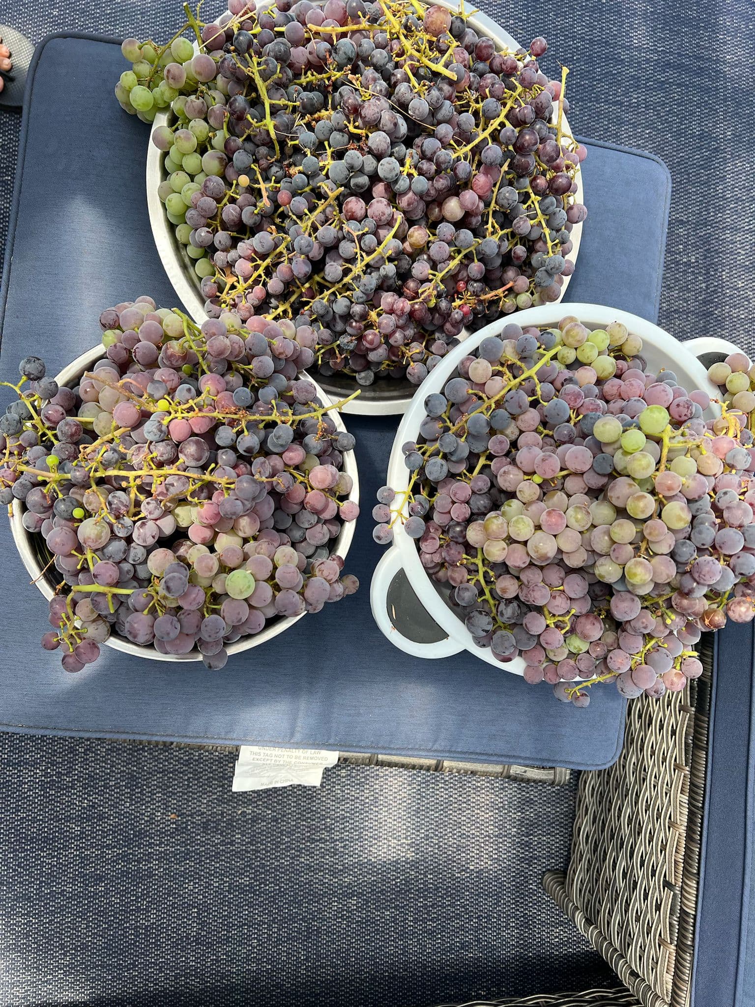 Neighborhood collection of Grapes