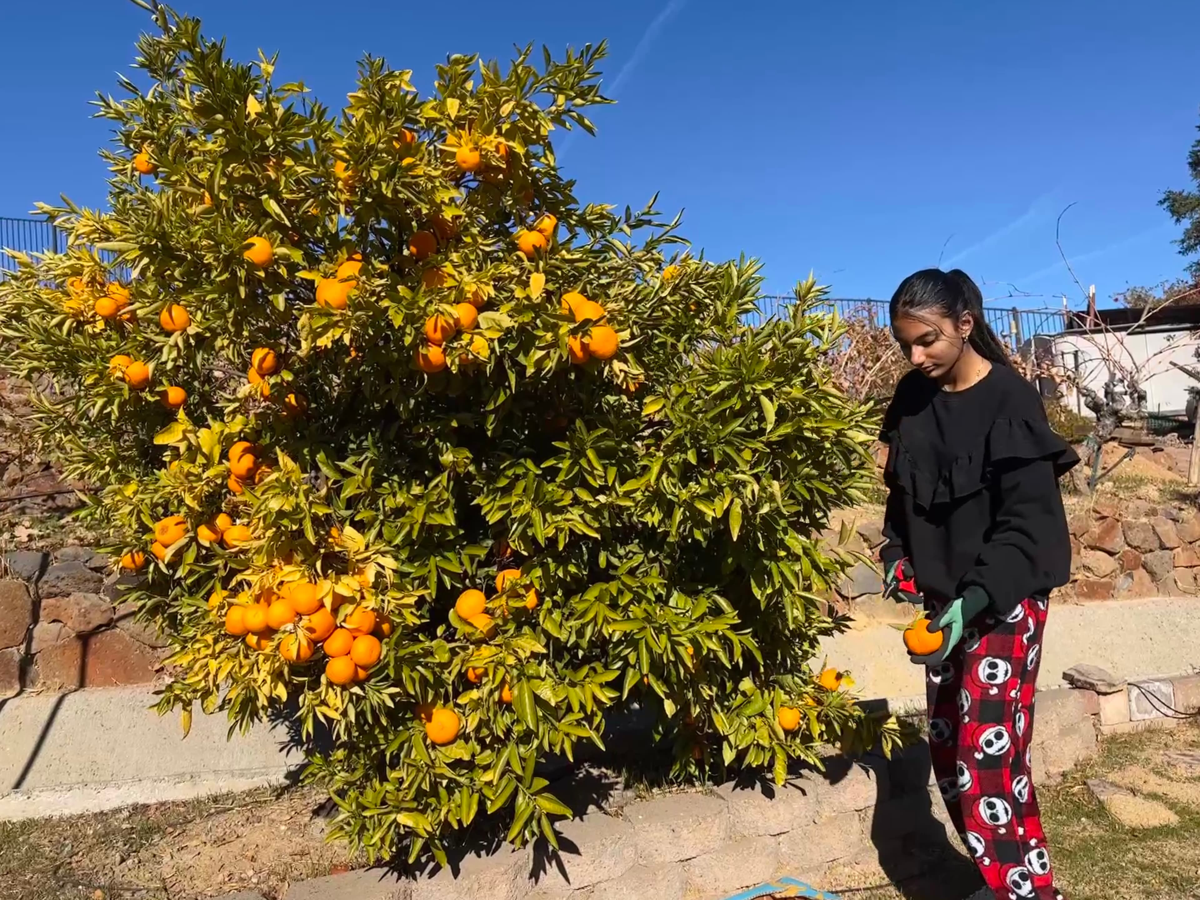 Collection of Oranges from Neighbor