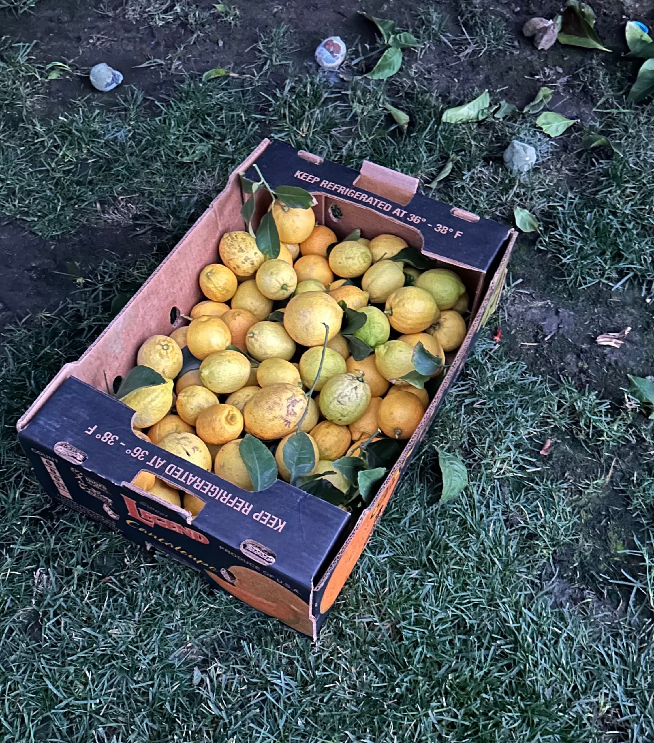 Neighborhood collection of lemons