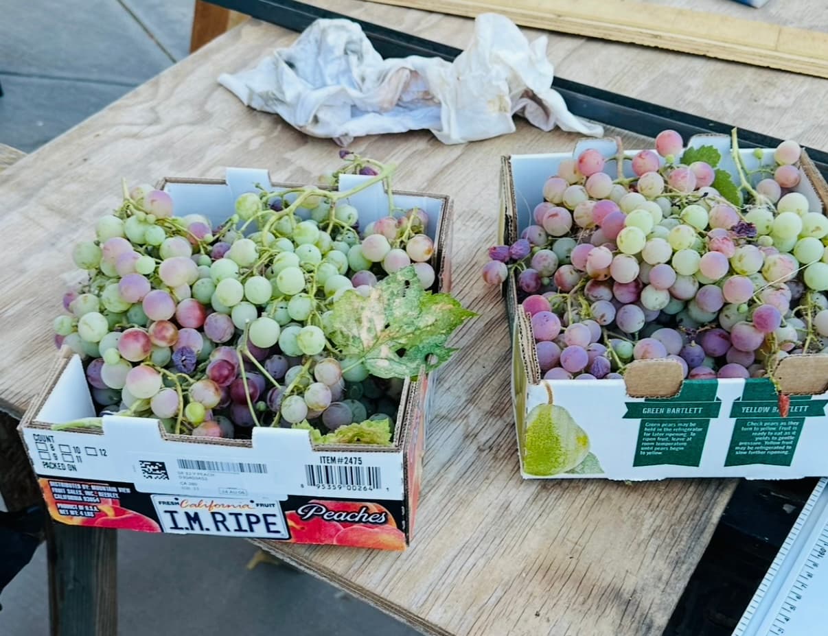 Grape harvest from neighbor