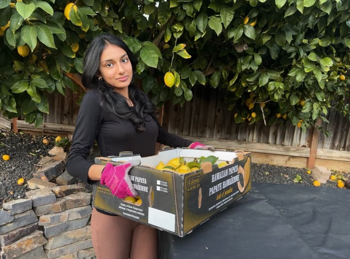 Lemon collection