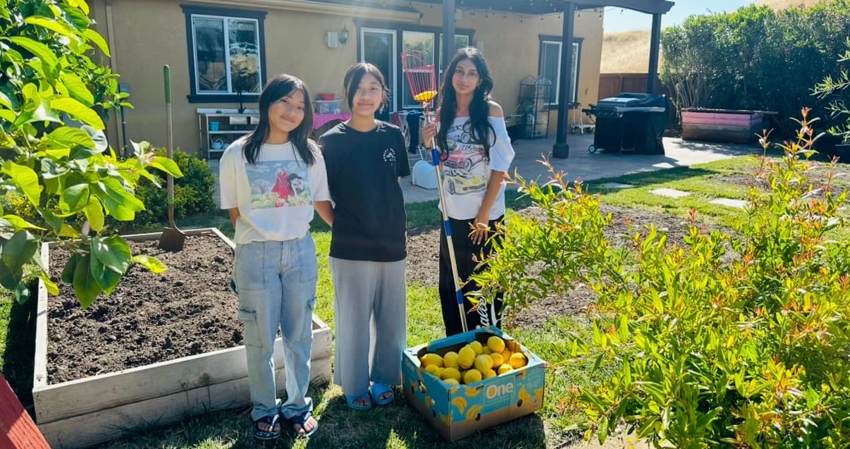 Lemon harvestation