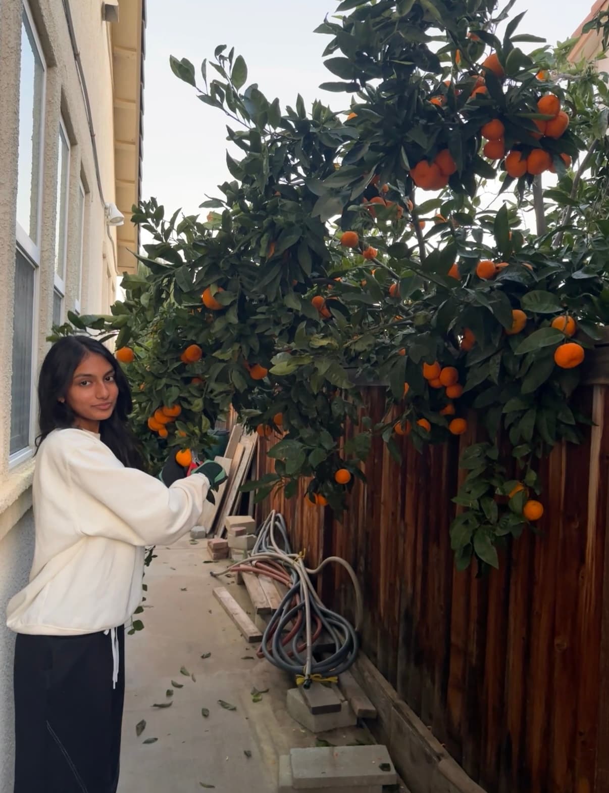 Orange collection from generous neighbor