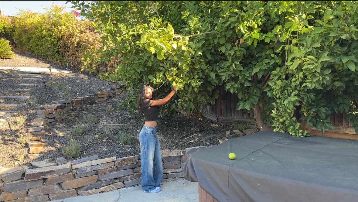Lemons harvest from neighbor
